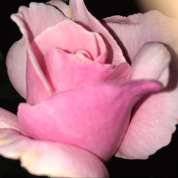 💗Make an Offer!💗 - Picture 1 of 1